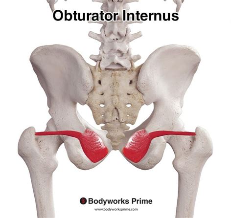 Dehnung Des Obturator Internus