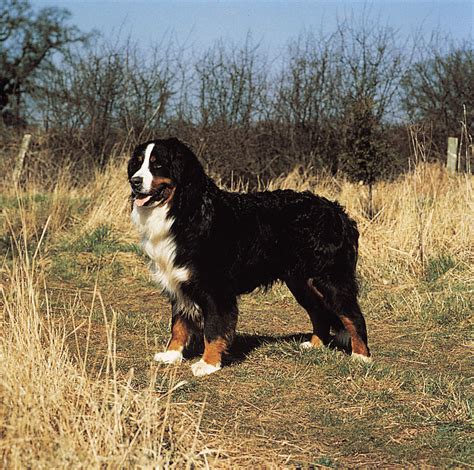 The dog in world: Bernese Mountain Dogs