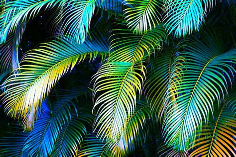 Large Palm Leaf Wallpaper - WallpaperSafari