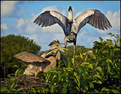 Everglades Wildlife | Raymond Gehman Photography