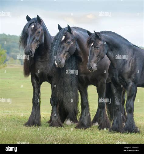 Family of Black Gypsy Vanner Horse mare with 2 grown offspring Stock ...