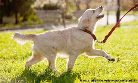 Golden Retriever Obedience Training