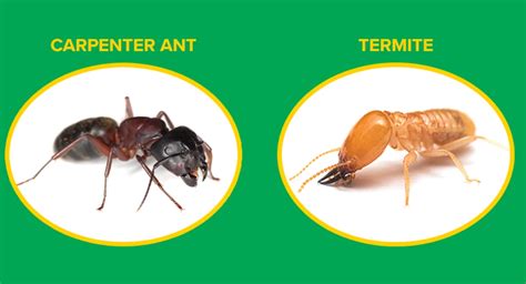 Termites vs. carpenter ants | Western Exterminator