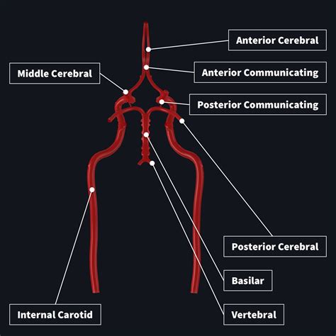 Blood supply to the brain | Complete Anatomy