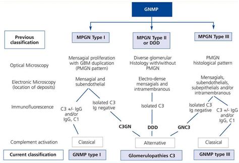 C3 Glomerulopathies. A new perspective on glomerular diseases | Nefrología
