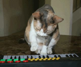 Cat Piano GIF - Find & Share on GIPHY