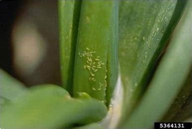 PEST OF ONION :: MAJOR PESTS :: ONION THRIPS