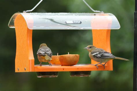 Making an Oriole Bird Feeder