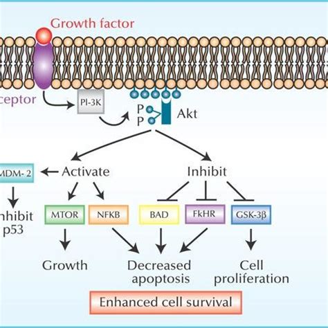 Regulation of the PDH complex-is tightly regulated by PDH kinases (PDK... | Download Scientific ...