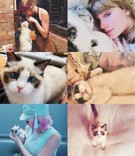 TAYLOR SWIFT CATS DAYS - Cats Photo (43071392) - Fanpop