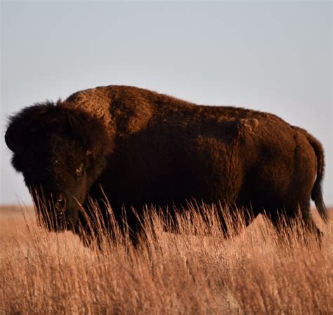 Finding Bison at the Wichita Mountains — Oceans to Alpines