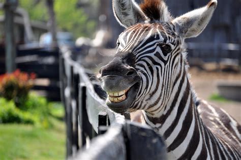 Smiling is easy, even a zebra can do it(; | Funny animals, Cute animals, Animals