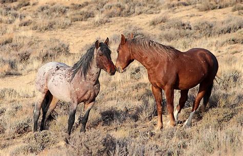 Wild mustangs -- Wildlife in photography-on-the.net forums