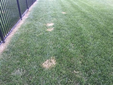 Dollar Spot Lawn Disease | TurfGator