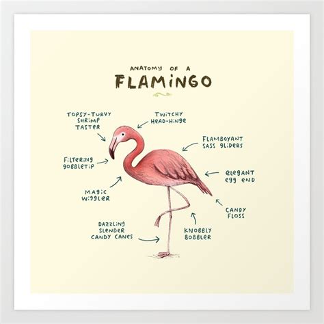 Anatomy of a Flamingo Art Print by Sophie Corrigan | Society6