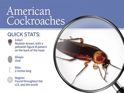 American Cockroaches Control - Facts & Information