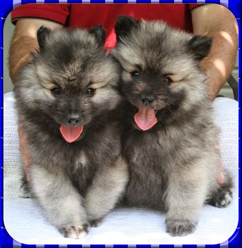 Rules of the Jungle: Keeshond puppies