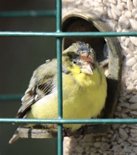 Sick Lesser Goldfinch - FeederWatch