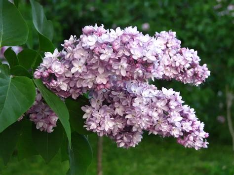 Syringa (Lilac) – A to Z Flowers