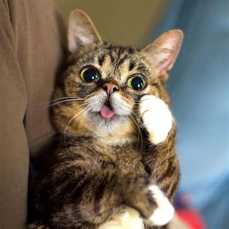 Meet Lil Bub: The Cutest Cat On The Internet (Video And Gallery)