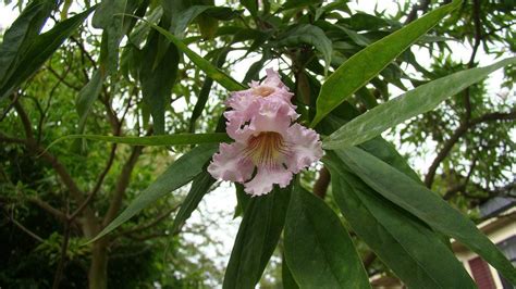 Chitalpa Tree Care: Learn About Growing Chitalpas In The Landscape