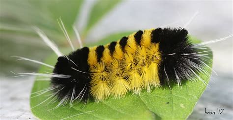 FOTO SOUP: Yellow Woolly Bear Caterpillar...