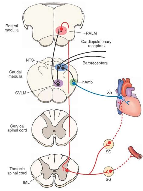 AWESOME WEBSITE FOR AUTONOMICS Cardiovascular neuronal pools involved in baroreflex (see text ...