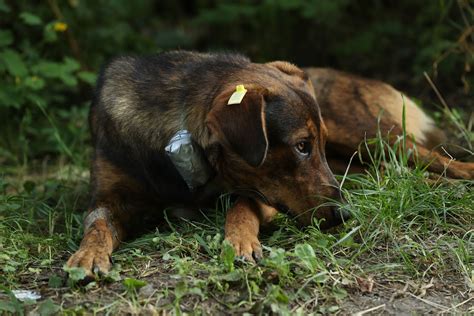 What We Know About the Chernobyl Animal Mutations