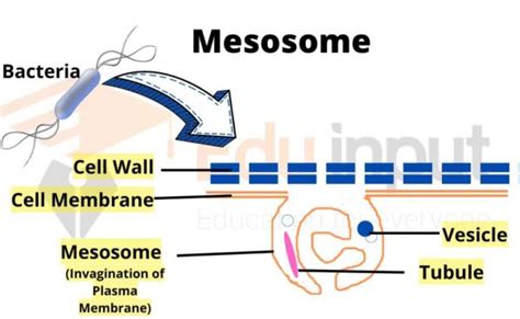 Mesosome- Occurrence, Structure, and Functions