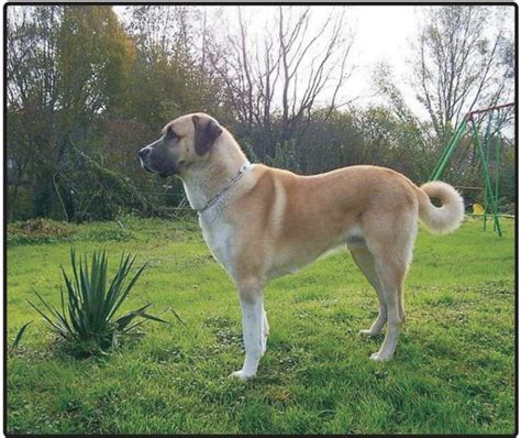 Kangal Shepherd Dog-Puppies and Dogs for Sale – Jelena Dogshows