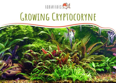 Growing Cryptocoryne - Aquariadise