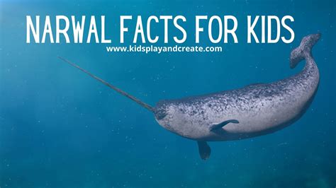 Unicorn's of the Sea, Narwhal Facts for Kids - Kids Play and Create