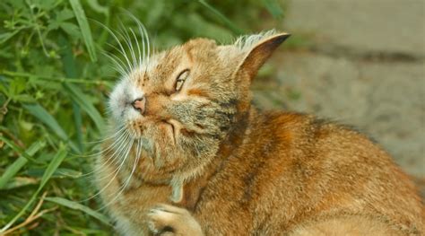 Natural Flea Treatments for Cats: A Comprehensive Guide - Holistic Pet Care