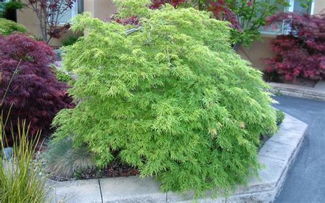 Buy Viridis Japanese Maple | FREE SHIPPING | Wilson Bros Gardens | 2 Gallon