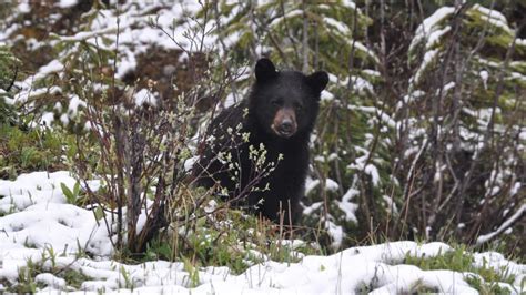 Grand Mesa National Forest: a Four-Season Beauty - Ecobnb