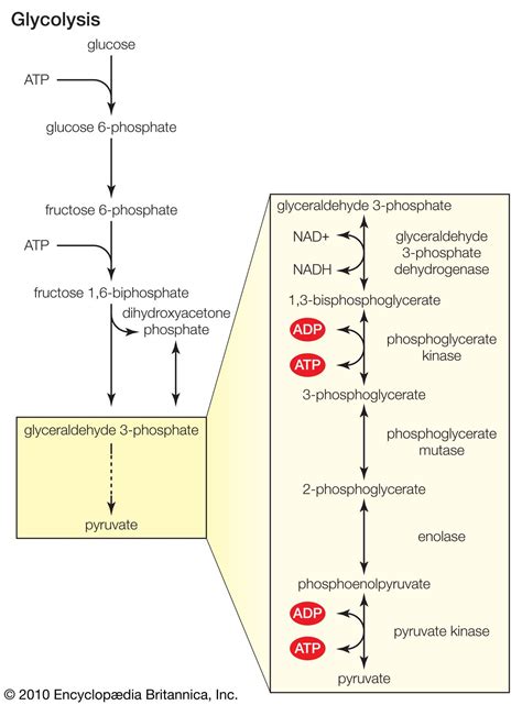 What Do Kinases Do - slideshare