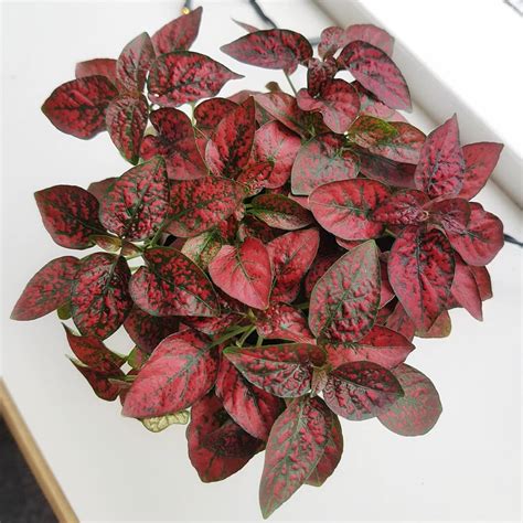 Plant With Red Leaf Flower - Back Gardener