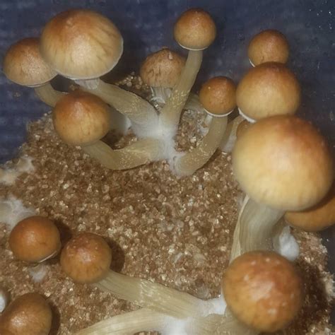 psilocybe cubensis for sale { buy psilocybe cubensis,5% discount on sales}