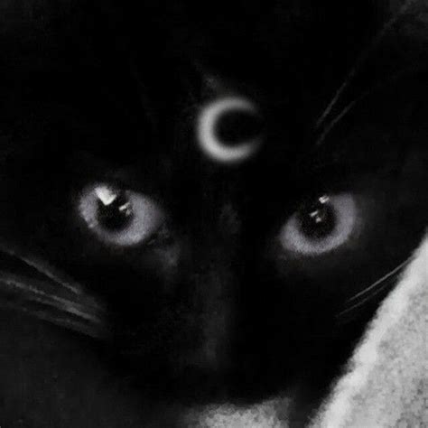 Pretty Cats, Cute Cats, Cat Dark, Dark Grunge, Cat Icon, Black And White Aesthetic, Profile ...