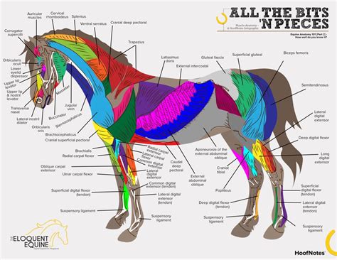 HoofNotes Infographic | Equine Anatomy [Part 2] – The Eloquent Equine ...