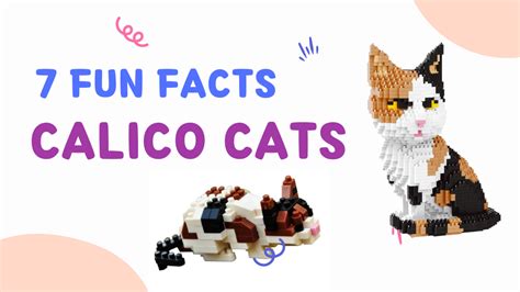 7 Calico Cats Fun Facts – Block Center