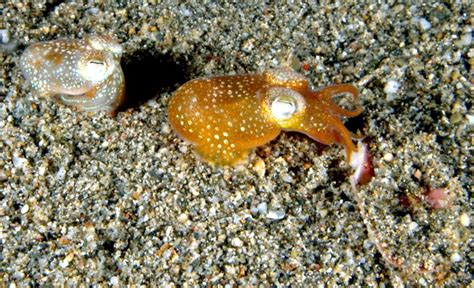 Hawaiian Bobtail Squid – "OCEAN TREASURES" Memorial Library