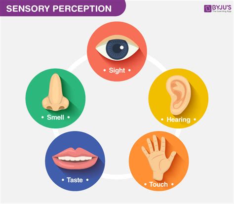 Sense Organs - List of Five Sense Organs and their Functions