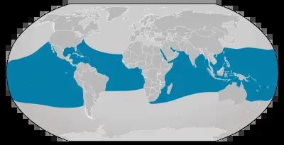 Where do Whale Sharks live?