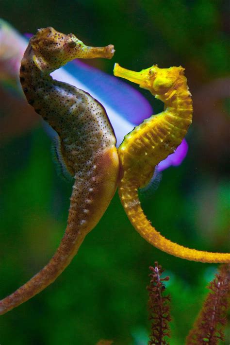 Seahorse mating dance - Two potbellied seahorses - Seahorses are ...