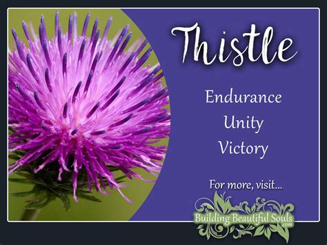 Thistle Meaning & Symbolism | Flower Meanings & Symbolism