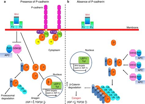 Working hypothesis: P-cadherin regulates human hair growth via the... | Download Scientific Diagram