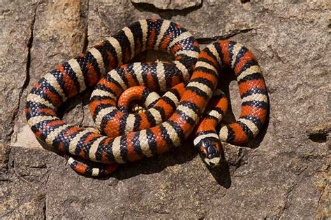 5 Types of King Snakes in Arizona (With Pictures) - Reptile Jam