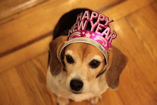 Happy New Year | My beagle would like to wish everyone a Hap… | Flickr