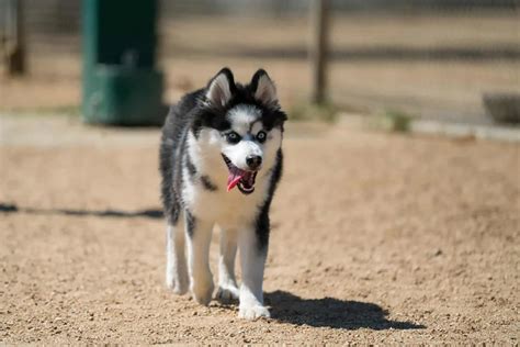 Pomsky Growth Chart: The Definitive Pomsky Size Guide